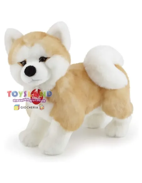 AKITA ASCANIO M (22664)