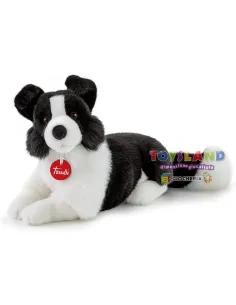 BORDER COLLIE SCOTT M (TUDN8000)