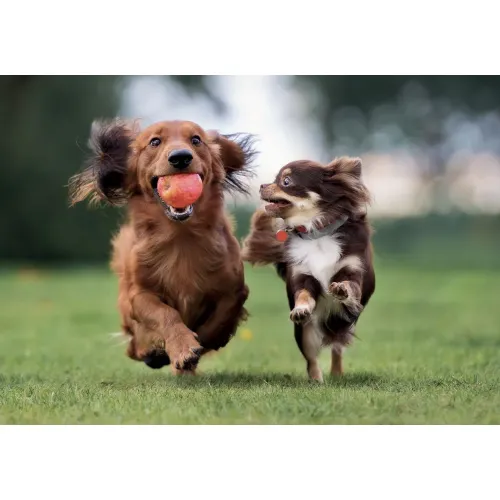 Puzzle 500 pezzi Cuccioli di cane Lisciani...