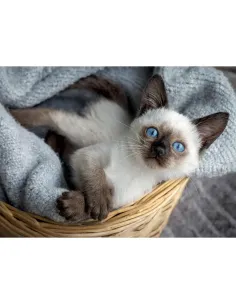 Puzzle 1000 pezzi Gattino siamese Lisciani Super Shine... 2