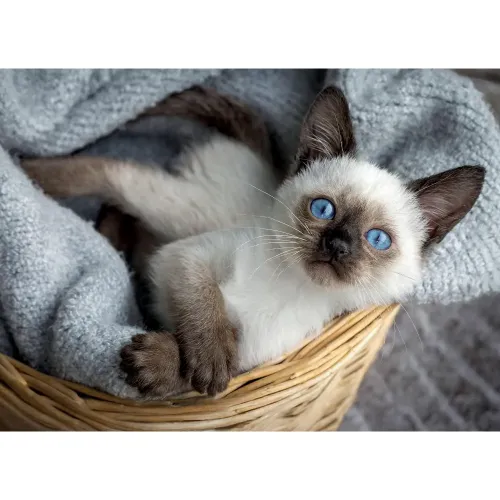 Puzzle 1000 pezzi Gattino siamese Lisciani...