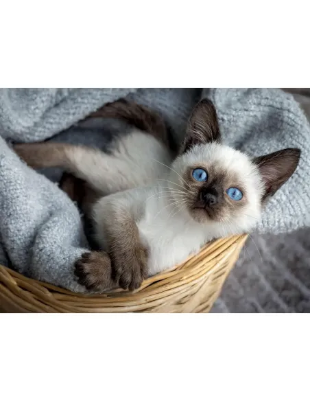 Puzzle 1000 pezzi Gattino siamese Lisciani Super Shine con poster 70x50 cm