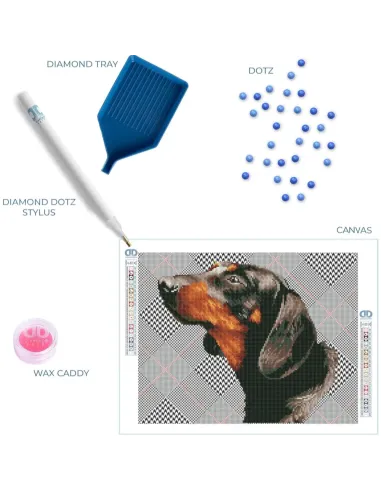 NOBLE DACHSIE (DD7.033)