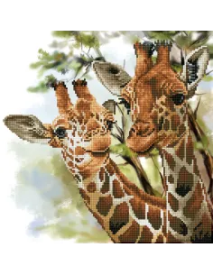 Diamond Dotz Tall & Tender