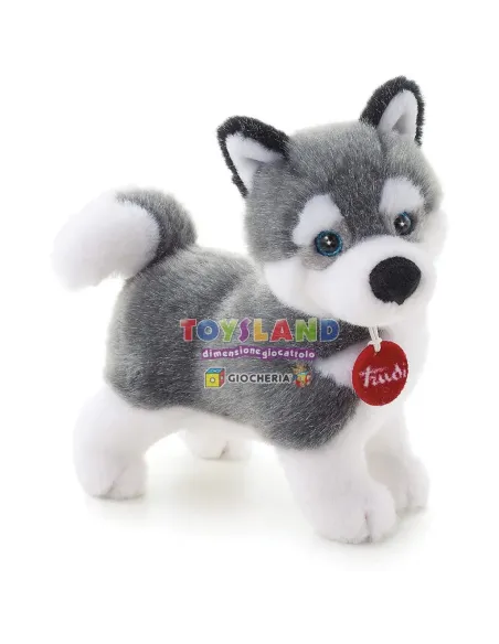 CANE HUSKY MARCUS (22271)