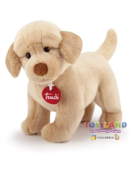 LABRADOR LIAM S (22872)